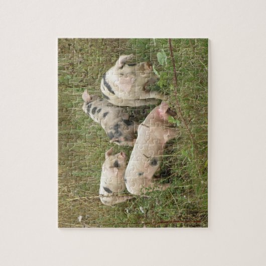 Varkens in een veldpuzzel legpuzzel (Verticaal)