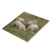 Varkens in een veldtegel tegeltje (Zijkant)