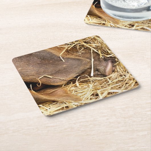 VARKENS KARTONNEN ONDERZETTERS (Schuin)