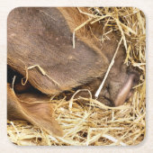 VARKENS KARTONNEN ONDERZETTERS (Voorkant)