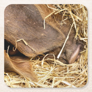 VARKENS KARTONNEN ONDERZETTERS