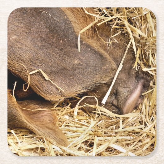 VARKENS KARTONNEN ONDERZETTERS (Voorkant)