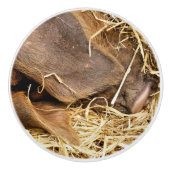 VARKENS KERAMISCHE KNOP (Voorkant)