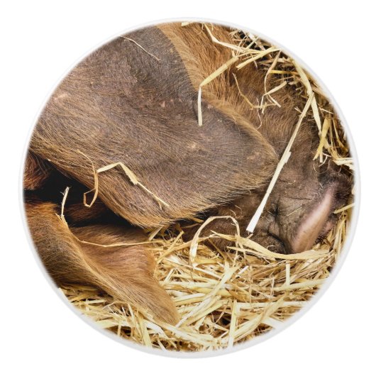 VARKENS KERAMISCHE KNOP (Voorkant)