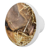 VARKENS KERAMISCHE KNOP (Rechts)