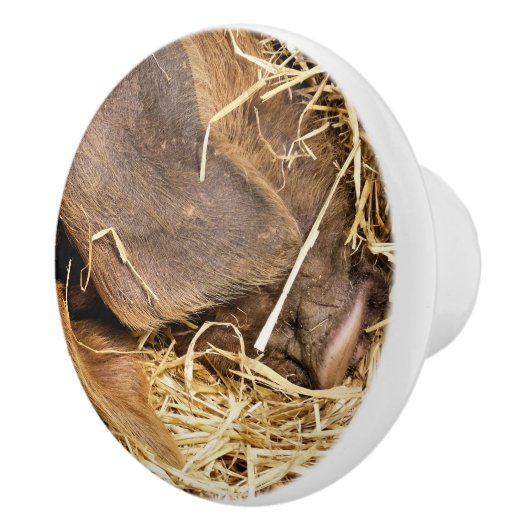 VARKENS KERAMISCHE KNOP (Rechts)