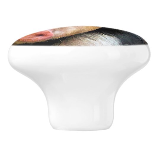 VARKENS KERAMISCHE KNOP