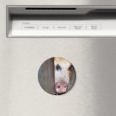 VARKENS MAGNEET (Insitu (Vaatwasser))