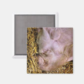 VARKENS MAGNEET (Voorkant / Achterkant)