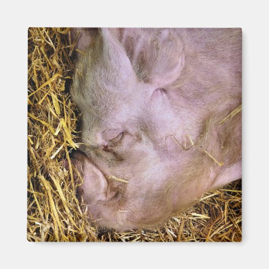 VARKENS MAGNEET (Voorkant)