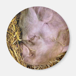 VARKENS MAGNEET