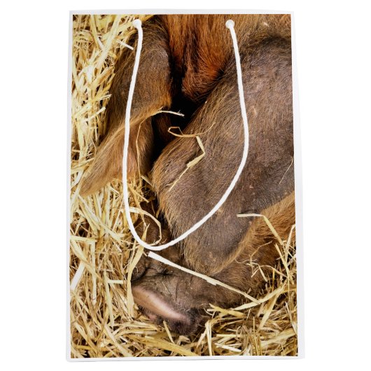 VARKENS MEDIUM CADEAUZAKJE (Voorkant)