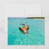 VARKENS MEEUW ZEE PRET POSTCROSSING BRIEFKAART (Voorkant / Achterkant)