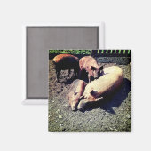 Varkens, met een knuffel in de modder magneet (Voorkant / Achterkant)