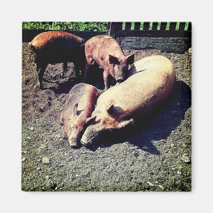 Varkens, met een knuffel in de modder magneet