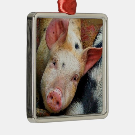 VARKENS METALEN ORNAMENT (Rechts)