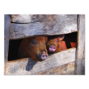 Varkens Paar Paar Piggies Foto Afdruk