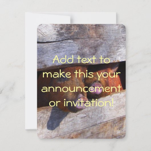 Varkens Paar Paar Piggies Kaart (Voorkant)