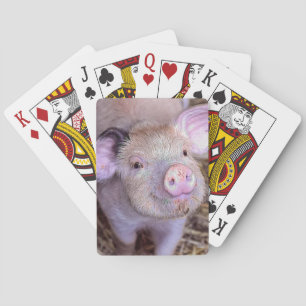 Varkens Pokerkaarten