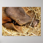 VARKENS POSTER (Voorkant)