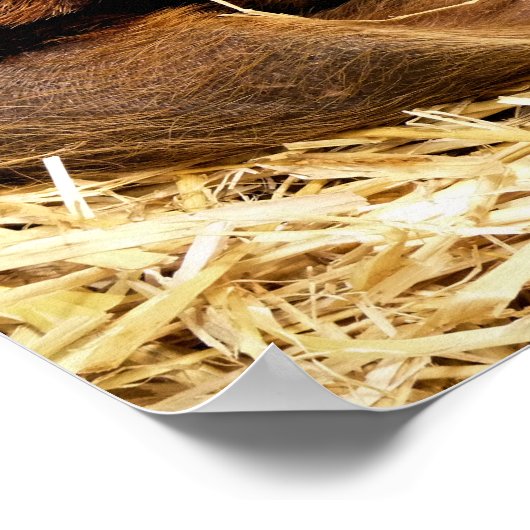 VARKENS POSTER (Hoek)