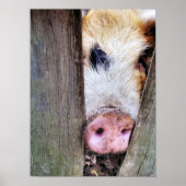 VARKENS POSTER (Voorkant)