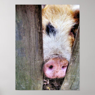 VARKENS POSTER