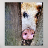 VARKENS POSTER (Voorkant)