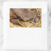 VARKENS RECHTHOEKIGE STICKER (Tas)