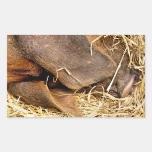 VARKENS RECHTHOEKIGE STICKER