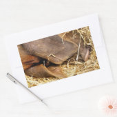 VARKENS RECHTHOEKIGE STICKER (Envelop)