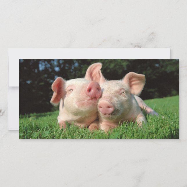 Varkens samen (Voorkant)