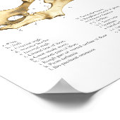 Varkens Schema van varkensskeletspierstelsel-anato Poster (Hoek)