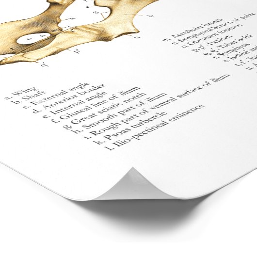 Varkens Schema van varkensskeletspierstelsel-anato Poster (Hoek)