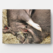 VARKENS SLAPEN FOTOPLAAT (voorkant)