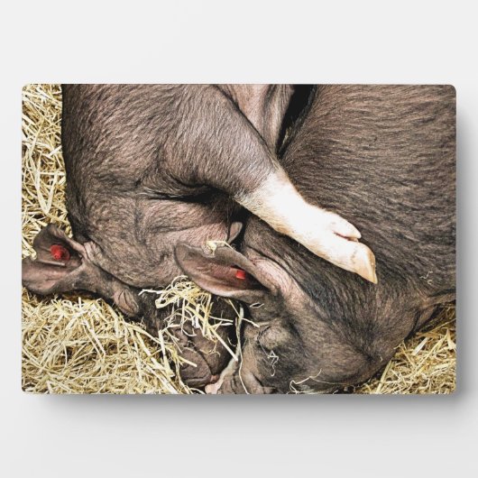 VARKENS SLAPEN FOTOPLAAT (voorkant)