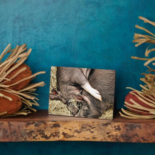 VARKENS SLAPEN FOTOPLAAT (Zijkant)