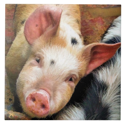 VARKENS TEGELTJE (Voorkant)