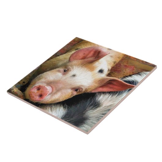 VARKENS TEGELTJE (Zijkant)