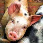 VARKENS TISSUEPAPIER