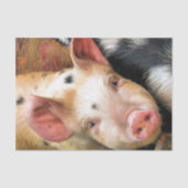 VARKENS TISSUEPAPIER (Voorkant)