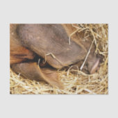 VARKENS TISSUEPAPIER (Voorkant)