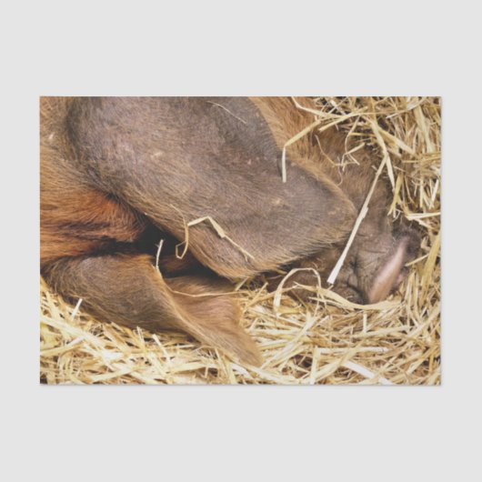 VARKENS TISSUEPAPIER (Voorkant)