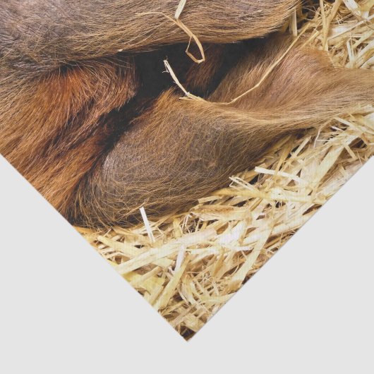 VARKENS TISSUEPAPIER (Detail)