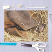 VARKENS TISSUEPAPIER (Craft)