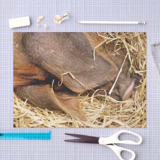 VARKENS TISSUEPAPIER (Craft)