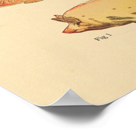 Varkens Veterinaire Schema's Poster (Hoek)