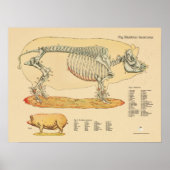 Varkens Veterinaire Schema's Poster (Voorkant)