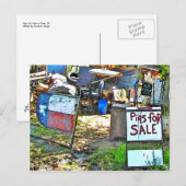 Varkens voor verkoop in Dale, TX Briefkaart (Voorkant / Achterkant)