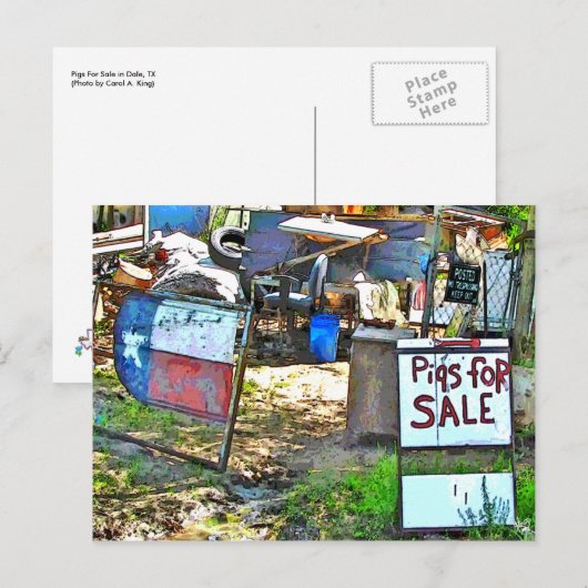 Varkens voor verkoop in Dale, TX Briefkaart (Voorkant / Achterkant)